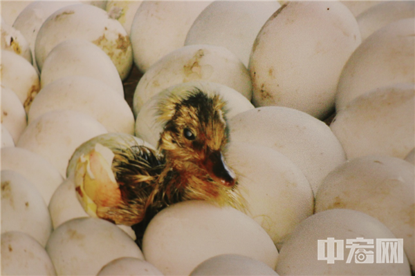 1604194900949294.png 圖片6.png