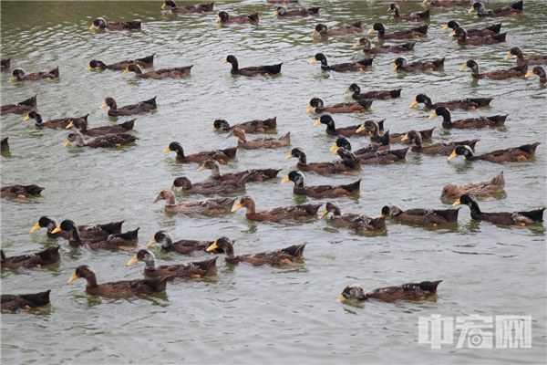 1604194854233125.png 圖片1.png